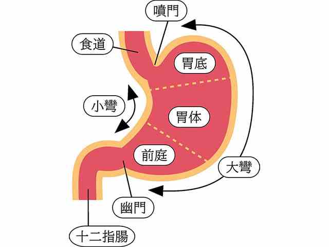 胃がんの原因や予防、薬物治療についての画像